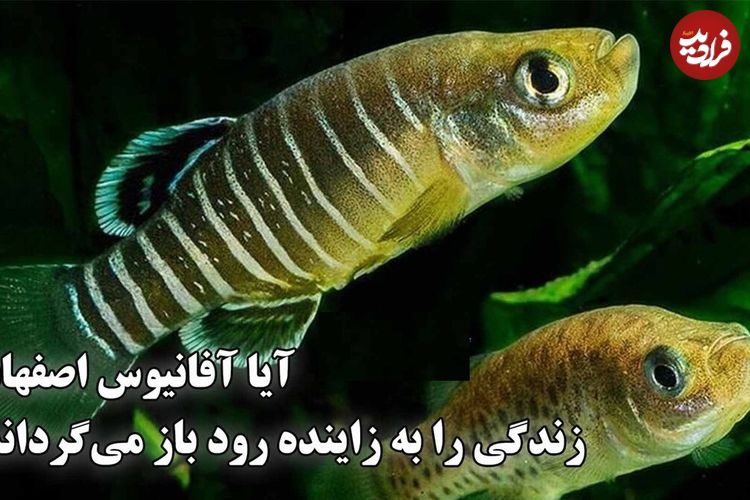 (ویدئو) یک ماهی کوچک که فقط در ایران و فقط در زاینده رود زندگی می‌کند و دشمن مالاریا هم هست؛ آفانیوس در حال منقرض شدن است 