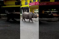 (ویدئو) وقتی کرگدن عظیم الجثه هوس پیاده روی در خیابان به سرش می زند!