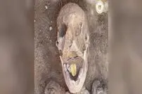 (عکس) کشف مومیایی‌های زبان طلایی در مصر