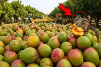 ببییند| چگونه صدها تن انبه در آمریکا برداشت و فرآوری می شود؟
