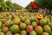 ببییند| چگونه صدها تن انبه در آمریکا برداشت و فرآوری می شود؟