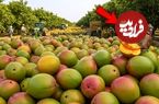 ببییند| چگونه صدها تن انبه در آمریکا برداشت و فرآوری می شود؟