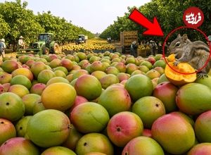 ببییند| چگونه صدها تن انبه در آمریکا برداشت و فرآوری می شود؟
