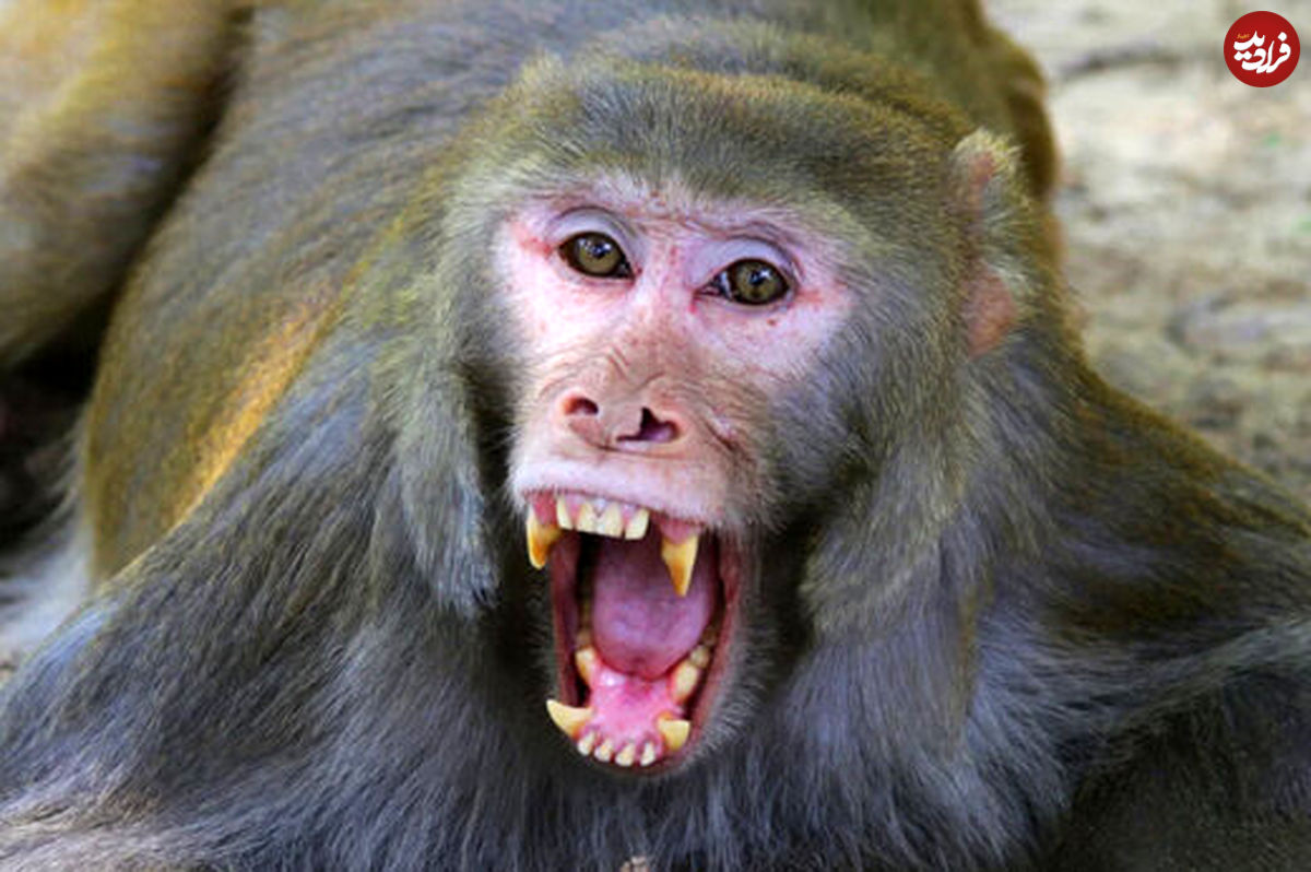 (ویدیو) حمله ناگهانی یک میمون به یک زن در باغ وحش