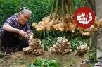 ببینید| غذای روستایی در چین، برداشت زنجبیل تازه از مزرعه و تهیه 4 نوع غذا با آن