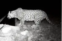 ببینید| حضور پلنگ در حیاط خانه‌ یک روستایی!