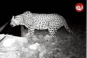 ببینید| حضور پلنگ در حیاط خانه‌ یک روستایی!