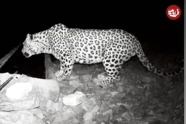 ببینید| حضور پلنگ در حیاط خانه‌ یک روستایی!