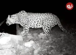 ببینید| حضور پلنگ در حیاط خانه‌ یک روستایی!