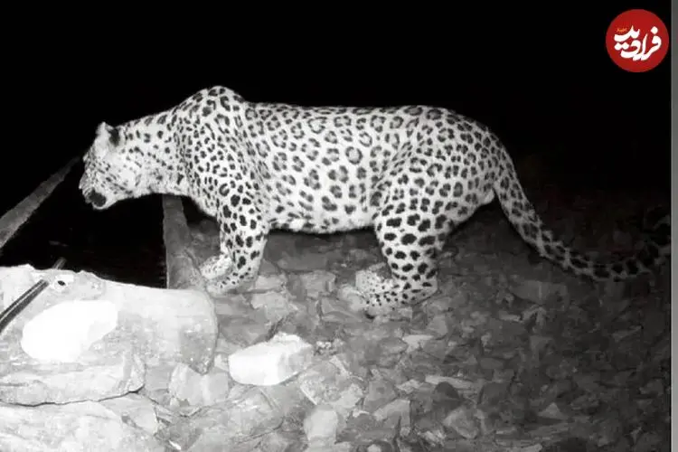 ببینید| حضور پلنگ در حیاط خانه‌ یک روستایی!