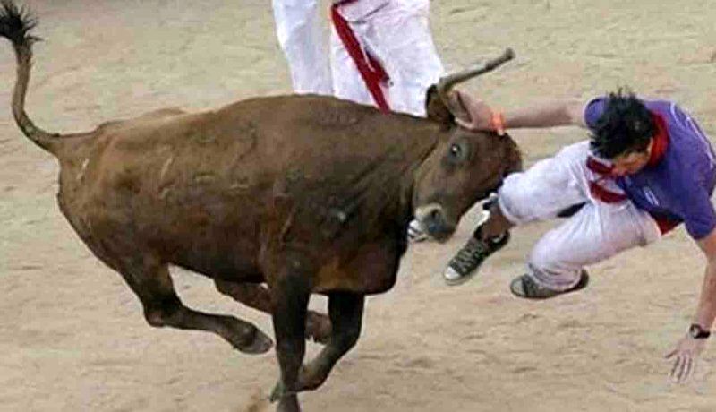 حملات خونین یک گاو عظیم‌الجثه به یک گردشگر