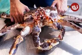 ببینید| غذای خیابانی در تایلند؛ پخت دو مدل غذا با خرچنگ آلاسکایی بزرگ در بانکوک