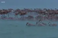 (ویدیو) ببینید طوفان چه بلایی سر فلامینگوها می‌آورد