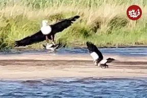 ببینید| غاز فداکار و شجاع، جوجه اش را از چنگال عقاب نجات داد!