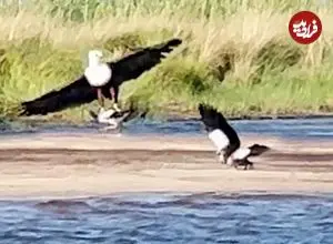 ببینید| غاز فداکار و شجاع، جوجه اش را از چنگال عقاب نجات داد!