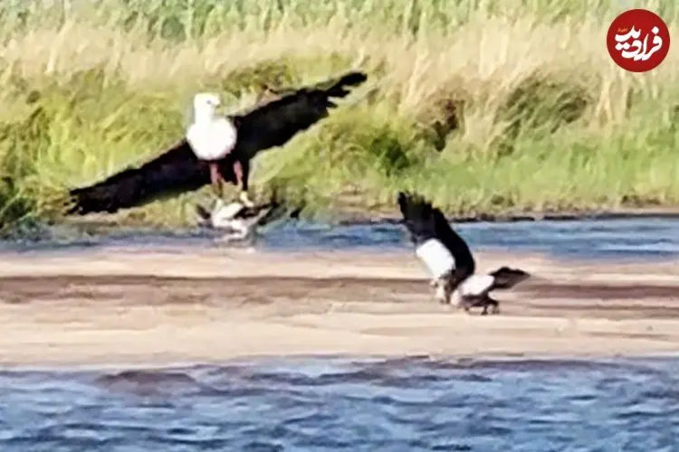 ببینید| غاز فداکار و شجاع، جوجه اش را از چنگال عقاب نجات داد!