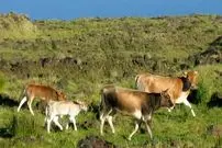 گاوهای فراموش‌شده‌ای که 130 سال در جزیرۀ متروکه زندگی کردند