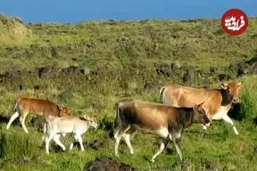 گاوهای فراموش‌شده‌ای که 130 سال در جزیرۀ متروکه زندگی کردند