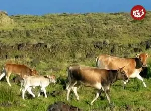 گاوهای فراموش‌شده‌ای که 130 سال در جزیرۀ متروکه زندگی کردند