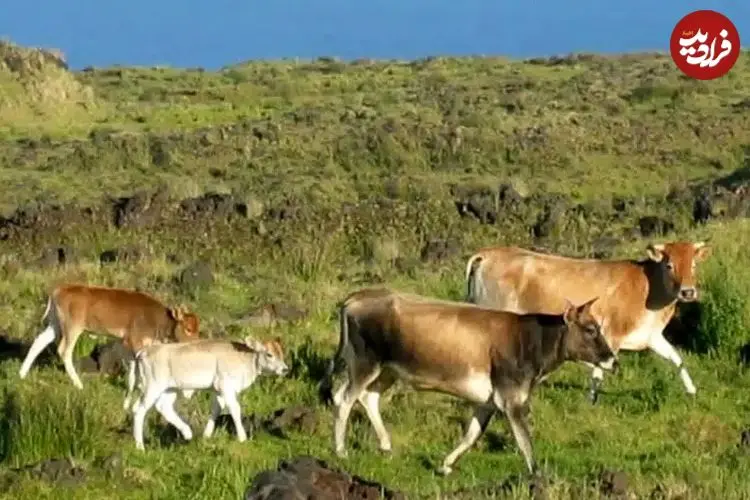 گاوهای فراموش‌شده‌ای که 130 سال در جزیرۀ متروکه زندگی کردند