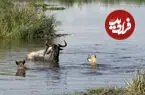 ببینید| گوزن یالدار تسلیم صخره‌های لغزنده نشد