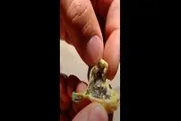 (ویدئو) درخت عجیبی که میوه آن پشه است!