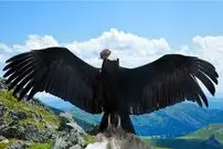 پرواز گروهی از تنهایی به‌صرفه‌تر است؛ راز صرفه‌جویی ۴۱ درصدی انرژی کرکس‌ها
