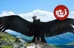 پرواز گروهی از تنهایی به‌صرفه‌تر است؛ راز صرفه‌جویی ۴۱ درصدی انرژی کرکس‌ها