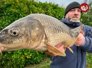ببینید| غذای روستایی در آذربایجان؛ پخت ماهی کپور به روش سنتی در گِل و در تنور