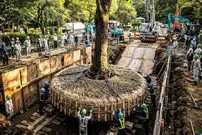 عکس؛ در ژاپن برای ساختن جاده به این شکل درخت‌ها را جابه‌جا می‌کنند