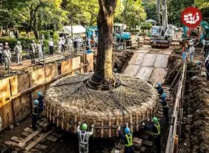 عکس؛ در ژاپن برای ساختن جاده به این شکل درخت‌ها را جابه‌جا می‌کنند