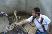 (ویدئو) مزرعه پرورش مار کبرا؛ مهارت عجیب این مرد تایلندی در کنترل کردن 800 مار کبرا 