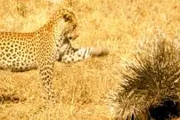 ببینید| شکست باورنکردنی «پلنگ» از دو «تشی»