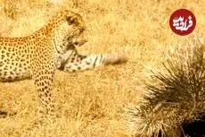 ببینید| شکست باورنکردنی «پلنگ» از دو «تشی»