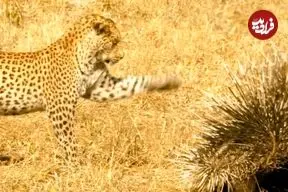 ببینید| شکست باورنکردنی «پلنگ» از دو «تشی»