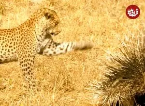 ببینید| شکست باورنکردنی «پلنگ» از دو «تشی»