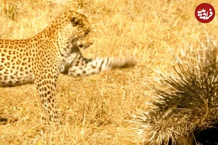 ببینید| شکست باورنکردنی «پلنگ» از دو «تشی»