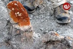 این «جلبک» به محققان کمک می‌کند تا «فسیل دایناسور» پیدا کنند