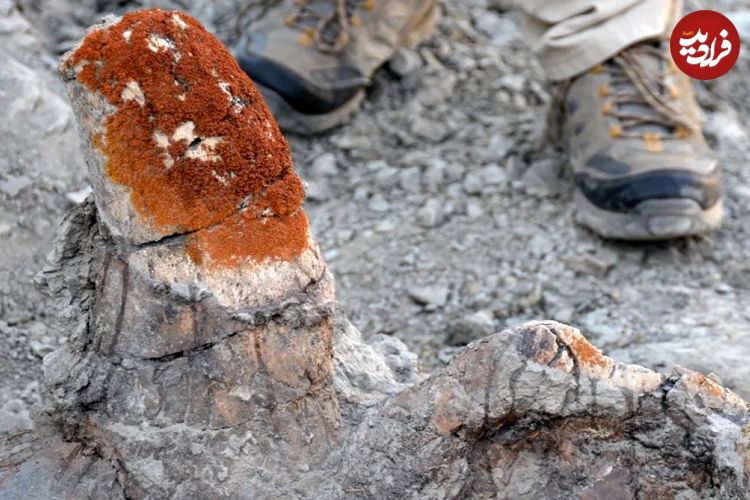 این «جلبک» به محققان کمک می‌کند تا «فسیل دایناسور» پیدا کنند