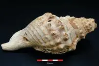 با صدف موسیقی می‌نواختند