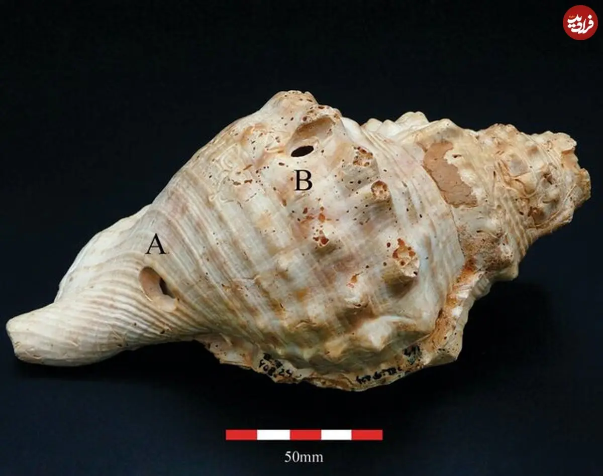 با صدف موسیقی می‌نواختند