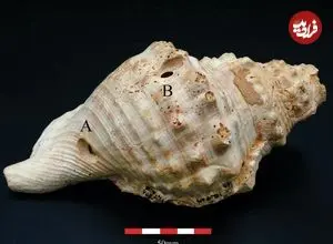 با صدف موسیقی می‌نواختند