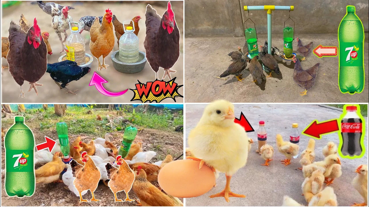 (ویدئو) 4 روش خلاقانه برای ساخت دانخوری مرغ ها با بطری پلاستیکی نوشابه