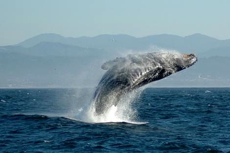 (ویدیو) استخوان نهنگ های مرده در اقیانوس خوراک این موجودات می شوند