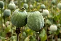 مانند این است که بگویند تولید مشروبات الکلی آزاد است، اما مصرفش خیر!