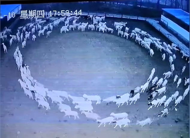 (ویدئو + عکس) این گله گوسفند ۱۲ روز بدون توقف به دور خود چرخیدند
