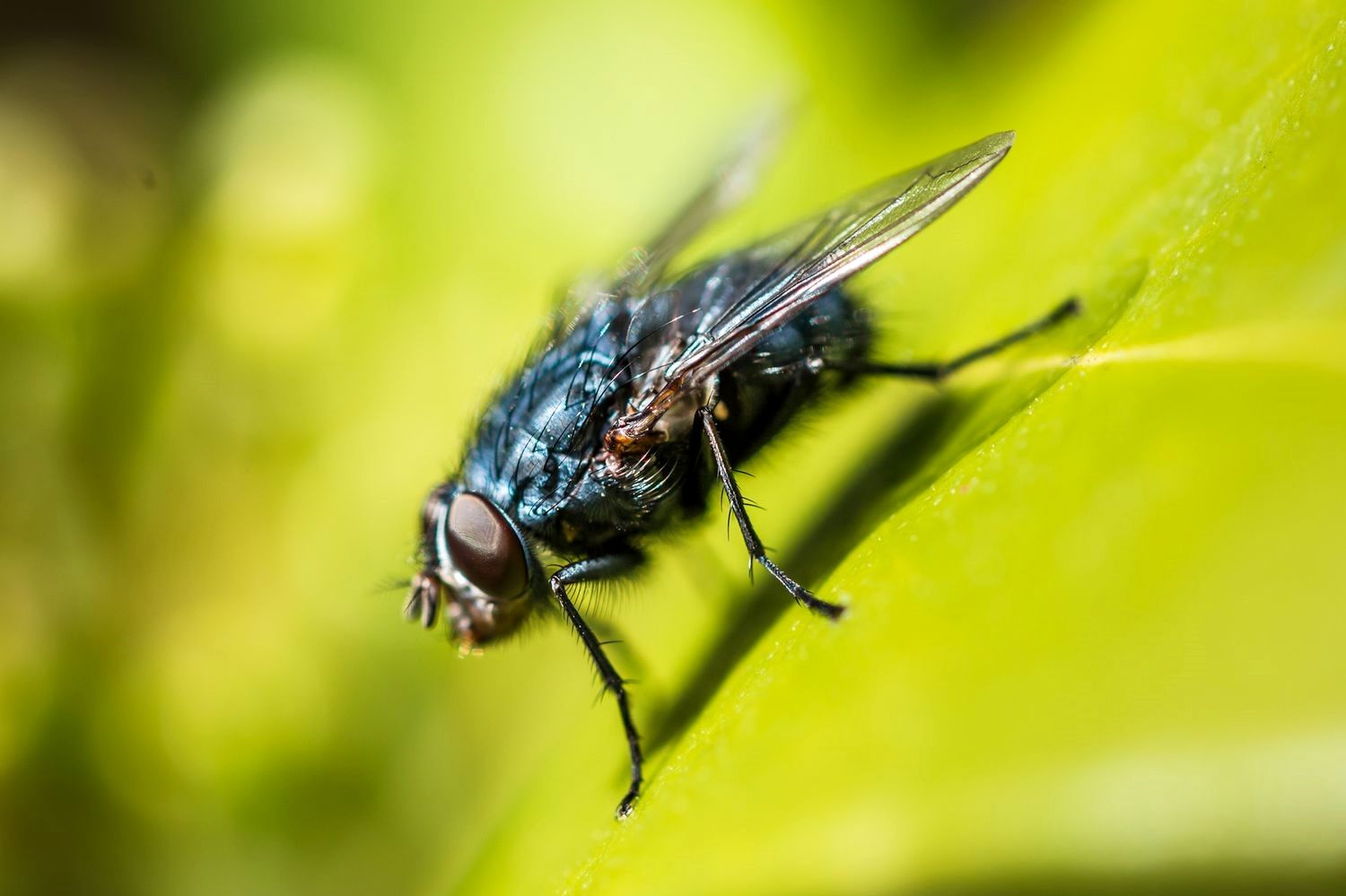 نتیجه یک تحقیق جدید: مگس‌ها اشیاء آبی را با غذا اشتباه می‌گیرند!