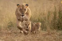 ( ویدیو) واکنش دور از انتظار شیر مادر و توله‌هایش در مواجهه با فیل غول‌پیکر