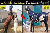 (ویدئو) 7 بز غول پیکر پاکستان که هر کدام شان اندازه یک خودرو گران، قیمت دارند!