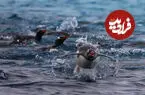 ببینید| فرود تماشایی گروهی از پنگوئن‌ها در جزیره